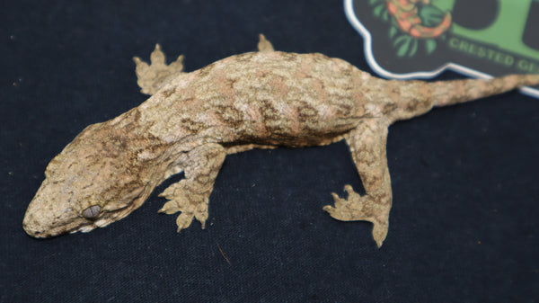 GTX x Ana x HCX Leachianus Gecko  poss female LB403