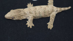 Brosse Leachianus Gecko male LB404