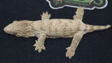 Brosse Leachianus Gecko male LB404