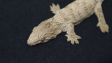 Brosse Leachianus Gecko male LB404