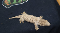 Ana Leachianus Gecko female LB405