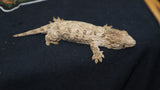 Ana Leachianus Gecko female LB405