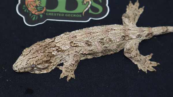 GTX x Ana x Moro Leachianus Gecko  male LB406