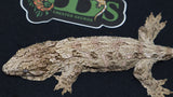 GTX x Ana x Moro Leachianus Gecko  male LB406