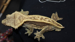 Full Pin Crested Gecko CG223