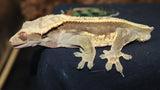 Full Pin Crested Gecko CG223