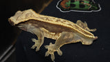 Full Pin Crested Gecko CG223