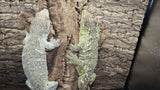 LB539- Purple Spot Female Leachianus Gecko