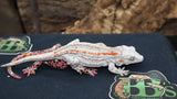 Red Stripe Gargoyle female GG253