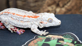 Red Stripe Gargoyle female GG253