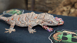 Orange Blotch Gargoyle male GG254