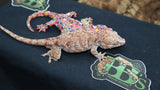 Red Blotch Gargoyle male GG258