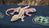 Lilly White Crested Gecko (CLW61)