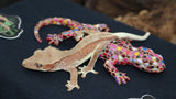 Lilly White Crested Gecko (CLW61)