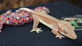 Lilly White Crested Gecko (CLW61)