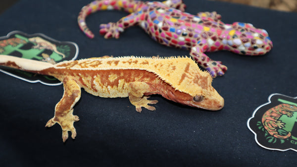 Red/Orange Harley Crested female CG241