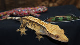 Tricolor Crested female CG242