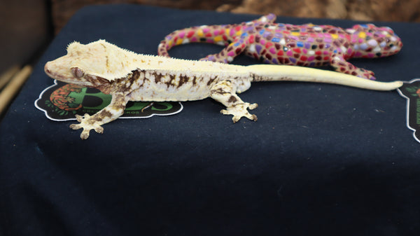 High White Lilly White Crested male CLW105