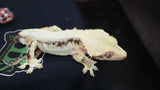 Lilly White Crested male CLW106