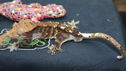 Cappuccino Crested Gecko CAP8