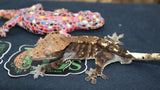 Cappuccino Crested Gecko CAP8