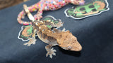 Cappuccino Crested Gecko CAP8