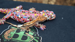 Harlequin Cappuccino Crested Gecko CAP14