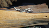 Axanthic Lilly White Crested Gecko CGAX01