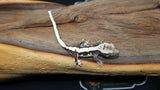 Axanthic Lilly White Crested Gecko CGAX01