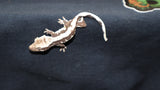 Axanthic Lilly White Crested Gecko CGAX01