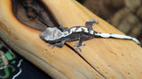 Axanthic High White Crested Gecko CGAX02