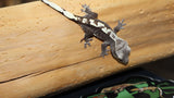 Axanthic High White Crested Gecko CGAX02