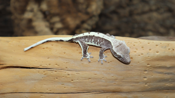 Axanthic Lilly White Male Crested Gecko CGAX03