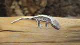 Axanthic Lilly White Male Crested Gecko CGAX03