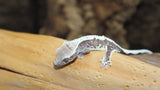 Axanthic Lilly White Male Crested Gecko CGAX03