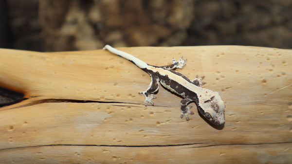 100% Het Axanthic Lilly White Crested Gecko CGHAX01