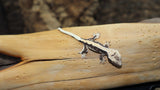 100% Het Axanthic Lilly White Crested Gecko CGHAX01