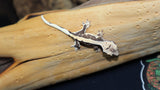 100% Het Axanthic Lilly White Crested Gecko CGHAX01