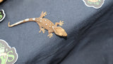 White Collar Sarasinorum Gecko SG26