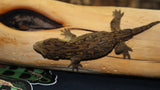 Melanistic MTK Leachianus Gecko Possible Female LB408