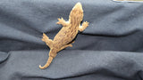 Melanistic MTK Leachianus Gecko Possible Female LB408