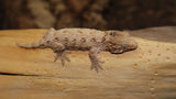 Moro Swirl x Brosse Leachianus Gecko Male LB416