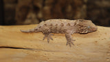 Moro Swirl x Brosse Leachianus Gecko Male LB416