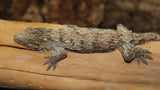 Possible Het Melanistic Leachianus Gecko male LB417