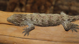 Possible Het Melanistic Leachianus Gecko male LB417