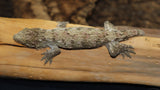 Possible Het Melanistic Leachianus Gecko male LB417