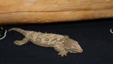 Pure GTA Leachianus Gecko Female LB418