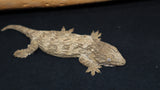 Pure GTA Leachianus Gecko Female LB418