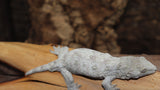 GTB x Ana Ami Leachianus Gecko Male LB419