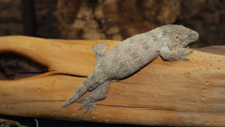 Moro Swirl x Brosse Leachianus Gecko Male LB420